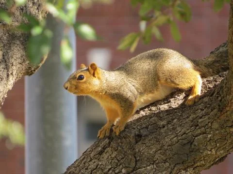 Squirrel on a branch. 写真素材