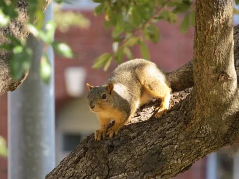 Squirrel on a branch. Stock Photos