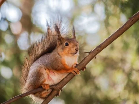 Squirrel on branch Stock Photos