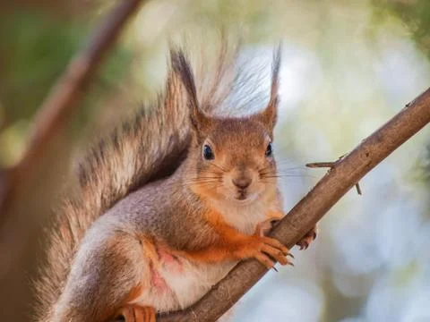 Squirrel on branch Stock Photos