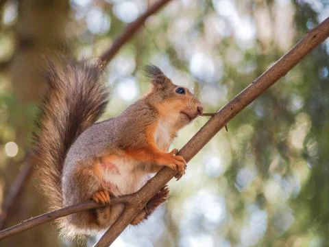 Squirrel on branch Stock Photos