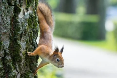 Squirrel on a branch Stock Photos