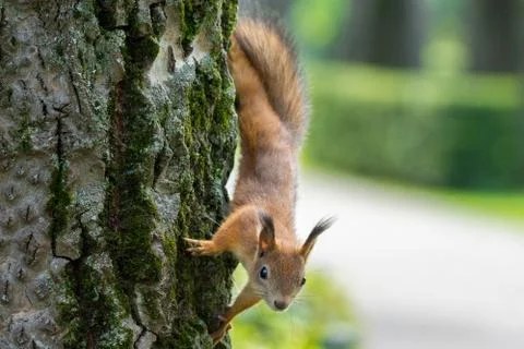 Squirrel on a branch Stock Photos