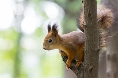 Squirrel on a branch Stock Photos