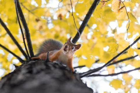 Squirrel on a branch Stock Photos