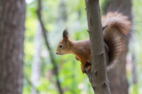 Squirrel on a branch Stock Photos