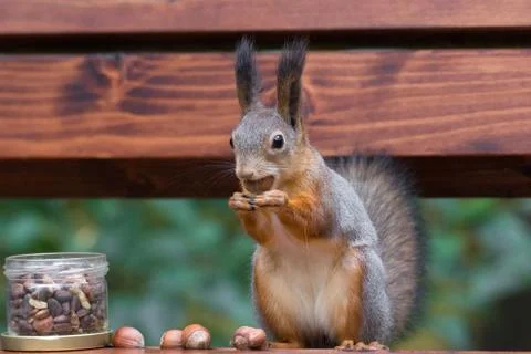 Squirrel on a branch Stock Photos