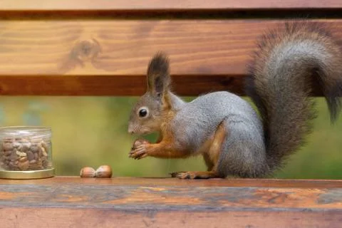 Squirrel on a branch Stock Photos