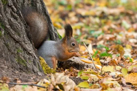 Squirrel on a branch Stock Photos