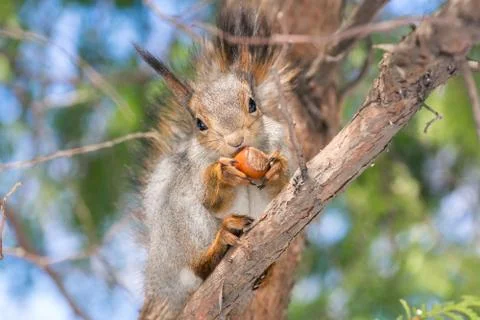 Squirrel on a branch Stock Photos