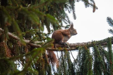 Squirrel on a branch Stock Photos