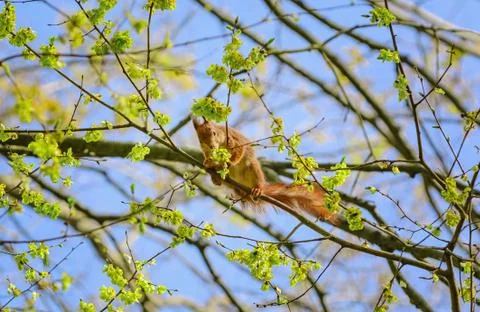 Squirrel on a branch Stock Photos