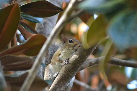 Squirrel on a Branch Stock-Fotos