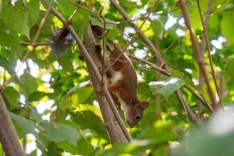 Squirrel on a branch Stock Photos