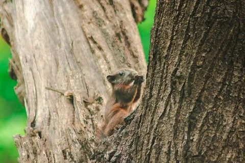 A squirrel on a branch Stock Photos