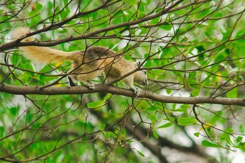A squirrel on a branch Stock Photos