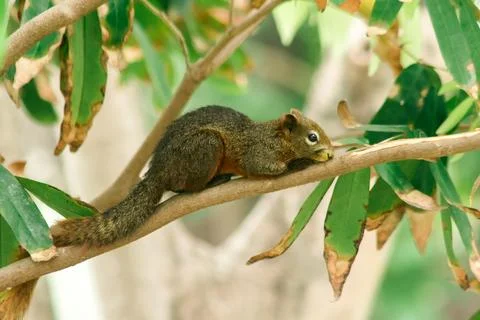 A squirrel on a branch Stock Photos