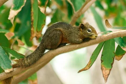 A squirrel on a branch Stock Photos