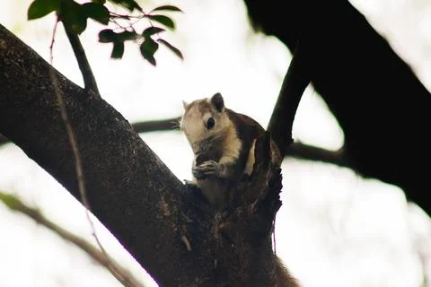 A squirrel on a branch Stock Photos