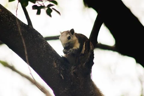 A squirrel on a branch Stock Photos