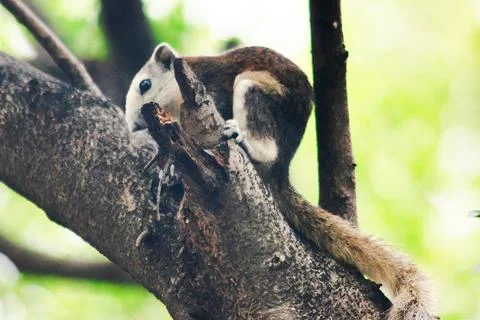 A squirrel on a branch Stock Photos