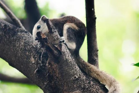 A squirrel on a branch Stock Photos