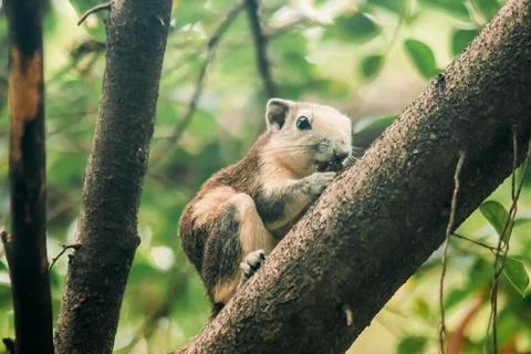 A squirrel on a branch Stock Photos