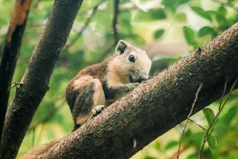 A squirrel on a branch Stock Photos