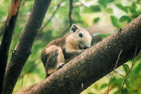 A squirrel on a branch Foto stock