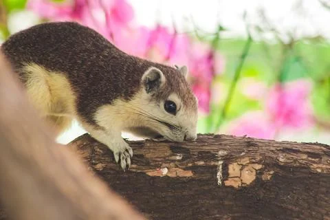 A squirrel on a branch Stock Photos