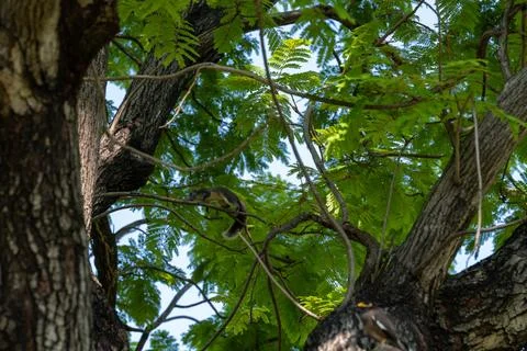 Squirrel on branches inside green tree canopy Foto stock