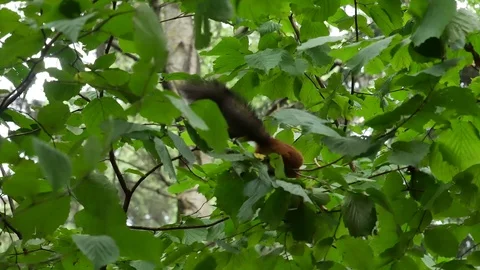 Squirrel on the branches looking for nuts. Stockbeeldmateriaal 118149045