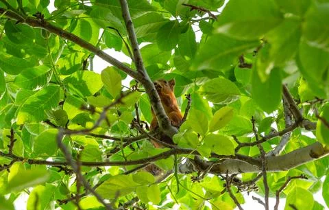A squirrel in the branches of a tree eats a nut Stock Photos