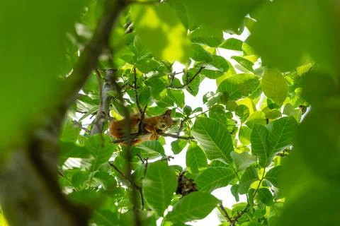 A squirrel in the branches of a tree eats a nut Stock Photos