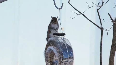 Squirrel breaking into bird feeder for a free meal Stock Footage 59523176