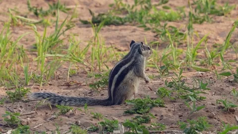 A squirrel is breathing Stock Footage 249630942