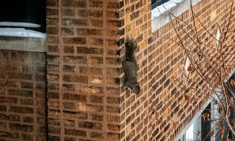 Squirrel on a brick wall. Stock Photos
