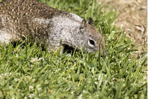 Squirrel browsing for the perfect piece of grass from a green mowed lawn Stock Photos