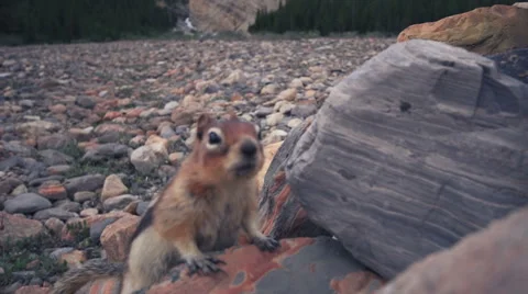 Squirrel bumping in the camera with mountains Stock Footage 54927301