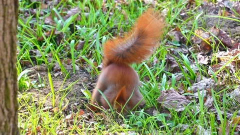 A squirrel buries a nut in the ground Stock Footage 331592732