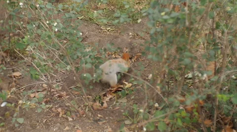 A squirrel buries nuts in the ground. Video stock 68082516