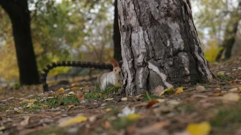 Squirrel buries something edible under a tree in autumn foliage Stock Footage 229860086