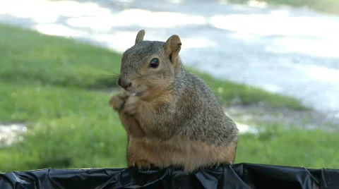 Squirrel Burp Stock Footage