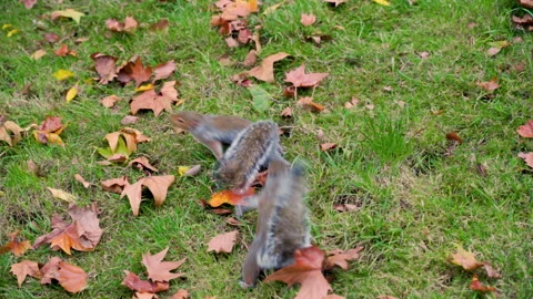 Squirrel Burrows Stock Footage 135252180