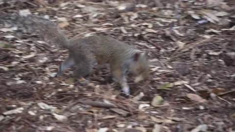 Squirrel burying food Stock Footage 76351576