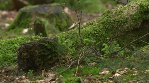  squirrel burying a nut behind a mossy tree stump and scent marking by rubbin Stock Footage 324797388