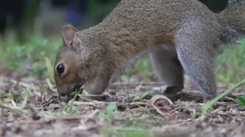 Squirrel Burying a Nut 库存影片 47330942