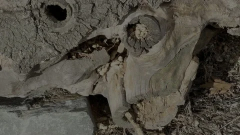 Squirrel cache of nuts in tree stump, 4k Stock Footage 232953999