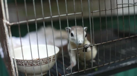 Squirrel, cage Vídeo Stock 5296896