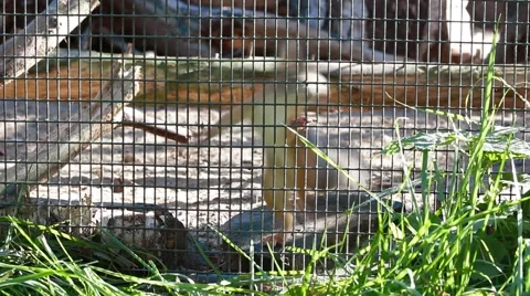 Squirrel in cage Stock Footage 43256105
